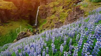 冰岛森林和山脉的风景如画。 野生蓝色羽扇豆在夏天绽放。 最美的